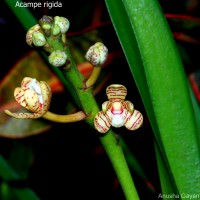 Acampe praemorsa (Roxb.) Blatt. & McCann